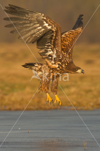 Zeearend (Haliaeetus albicilla)