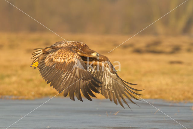 Zeearend (Haliaeetus albicilla)