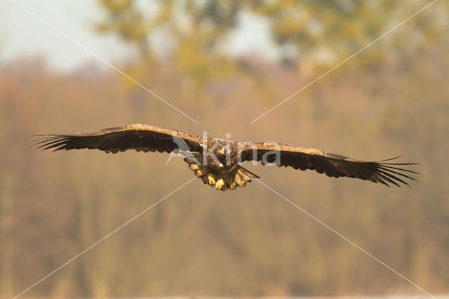 Zeearend (Haliaeetus albicilla)