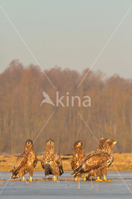 Zeearend (Haliaeetus albicilla)