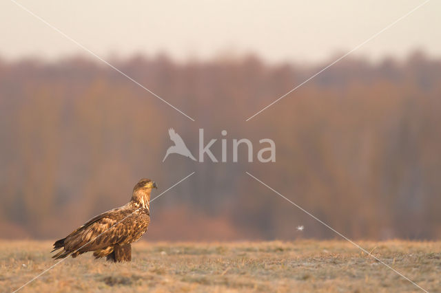 Zeearend (Haliaeetus albicilla)