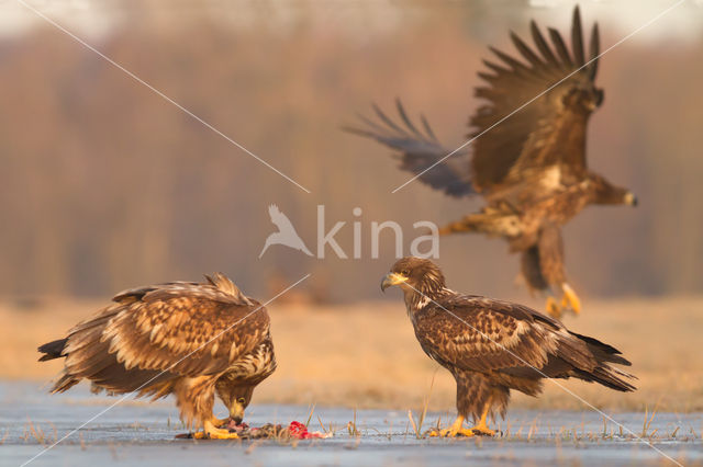 Zeearend (Haliaeetus albicilla)