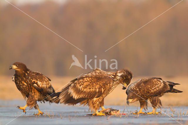 Zeearend (Haliaeetus albicilla)