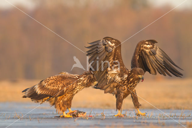 Zeearend (Haliaeetus albicilla)