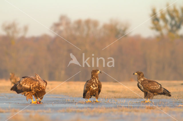 Zeearend (Haliaeetus albicilla)