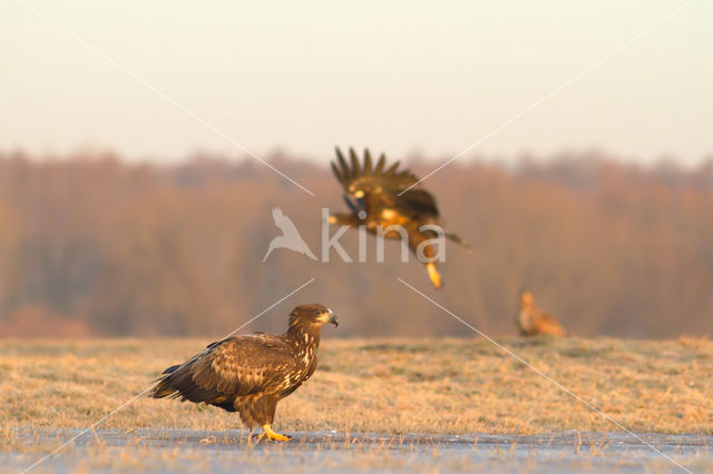 Zeearend (Haliaeetus albicilla)