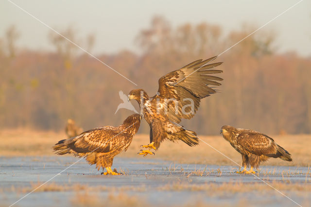 Zeearend (Haliaeetus albicilla)