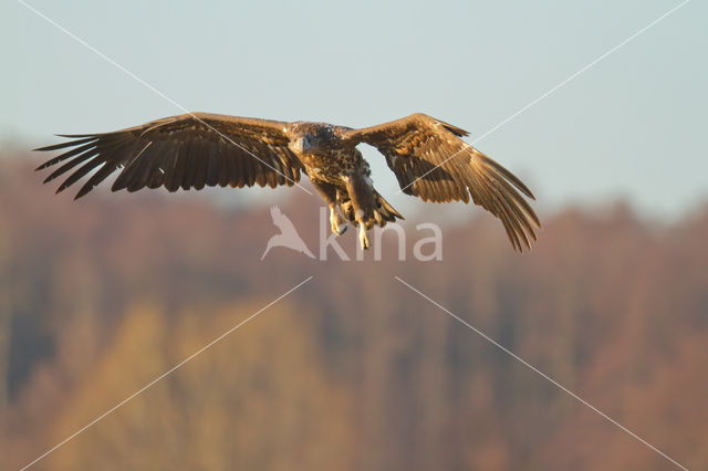 Zeearend (Haliaeetus albicilla)