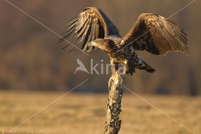 White-tailed Sea Eagle (Haliaeetus albicilla)