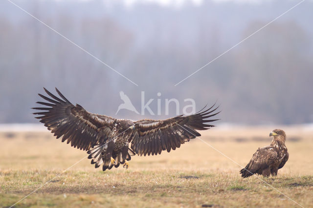 Zeearend (Haliaeetus albicilla)