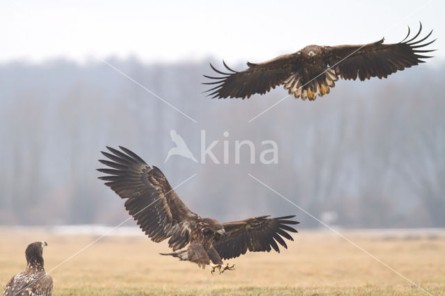 White-tailed Sea Eagle (Haliaeetus albicilla)