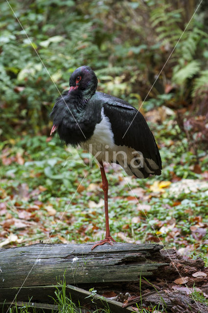 Zwarte Ooievaar (Ciconia nigra)