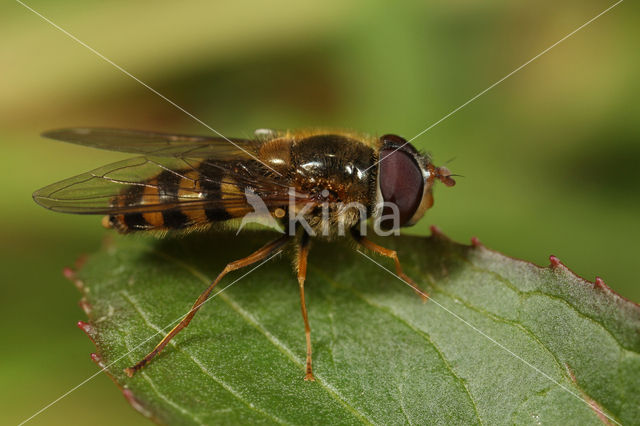 Zwarthaarbandzwever (Epistrophe nitidicollis)