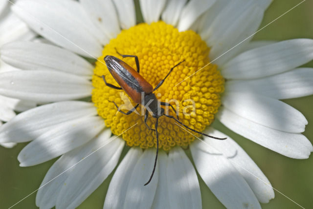 Zwartstreepsmalbok (Stenurella melanura)