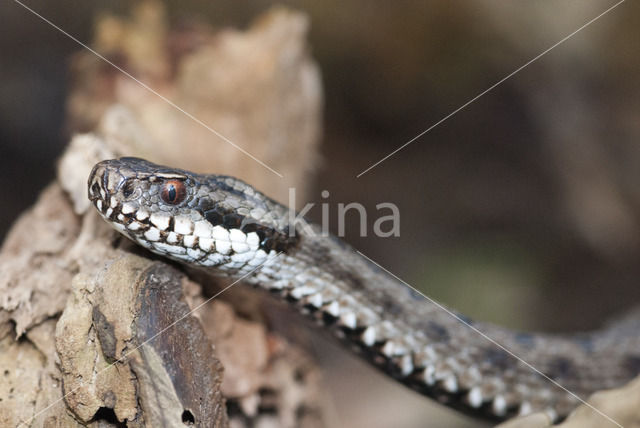 Common Viper (Vipera berus)