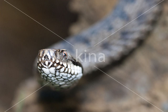 Adder (Vipera berus)