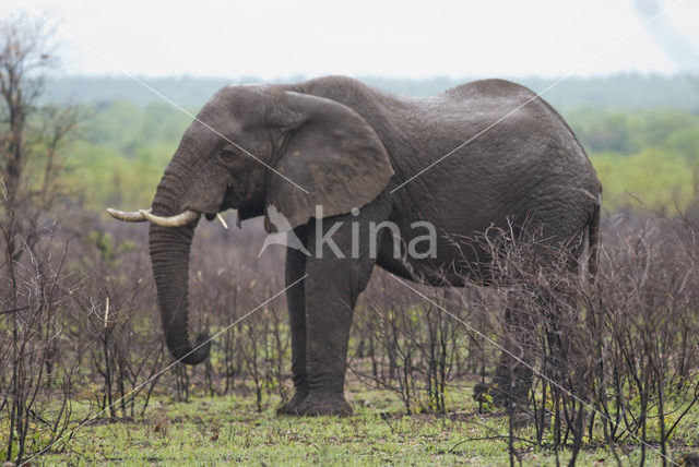 Afrikaanse olifant (Loxodonta africana)