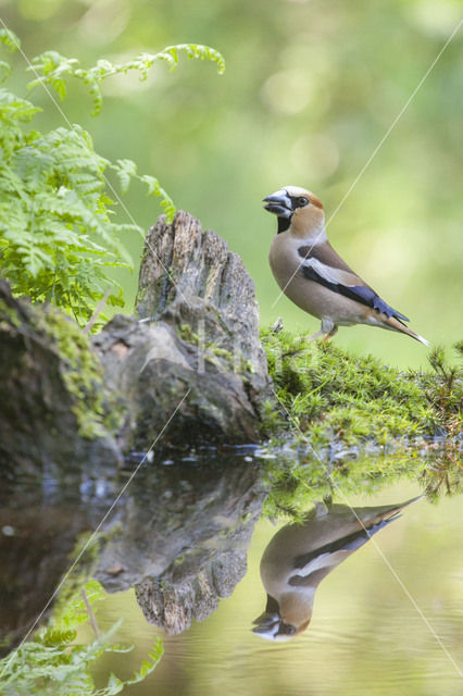 Appelvink (Coccothraustes coccothraustes)