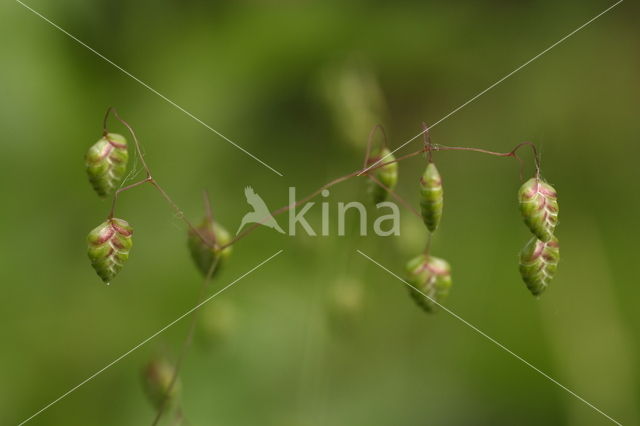 Quaking Grass (Briza media)