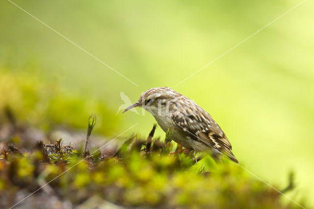 Short-toed Tree Creeper (Certhia brachydactyla)