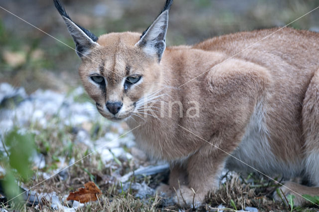 Caracal