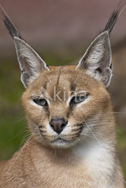 Caracal