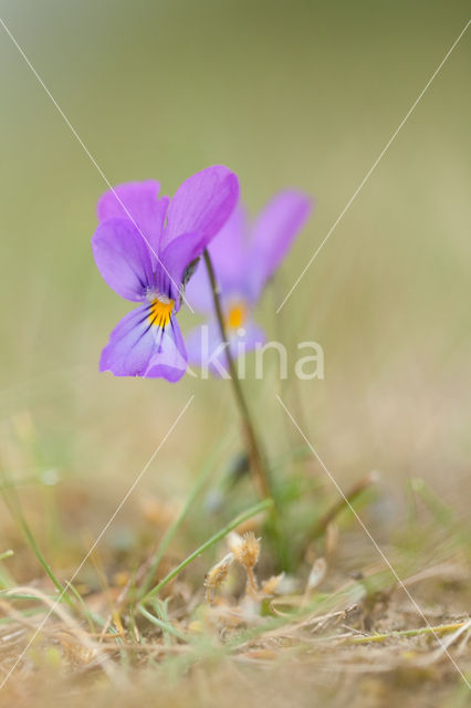 Duinviooltje (Viola curtisii)