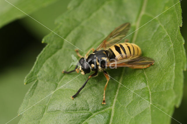 Echte wespvlieg (Temnostoma vespiforme)