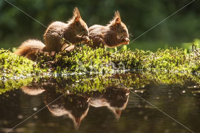 Red Squirrel (Sciurus vulgaris)