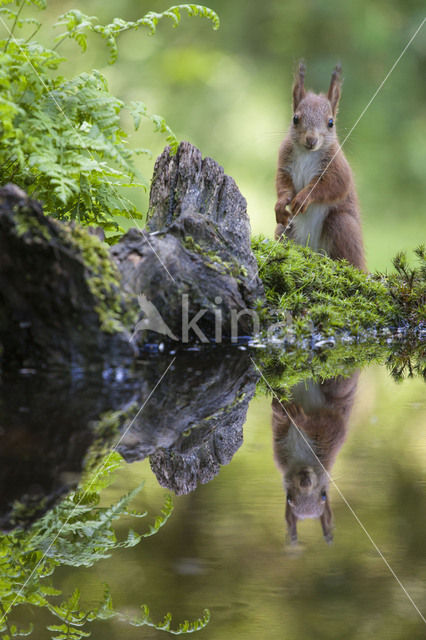 Eekhoorn (Sciurus vulgaris)