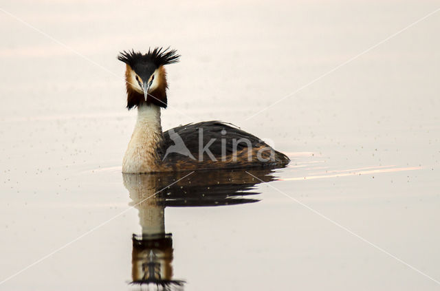 Fuut (Podiceps cristatus)