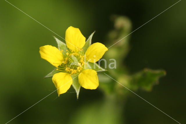 Wood Avens (Geum urbanum)