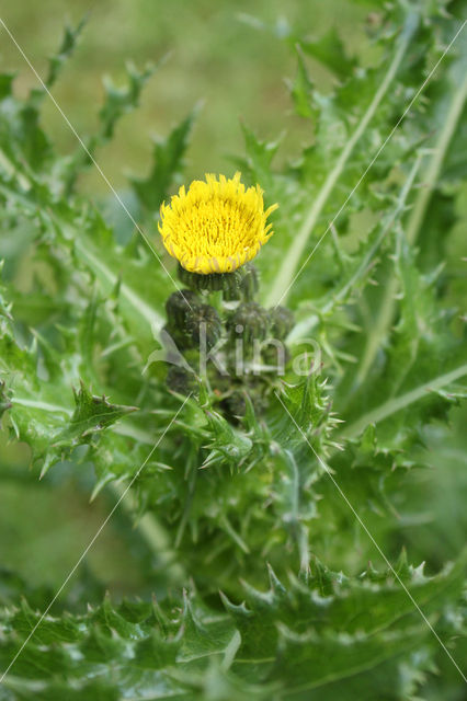 Prickly Sow-thistle (Sonchus asper)