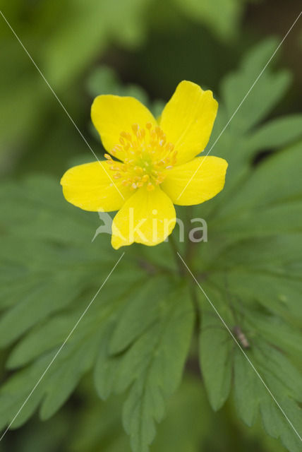 Gele anemoon (Anemone ranunculoides)