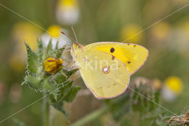 Gele luzernevlinder (Colias hyale)