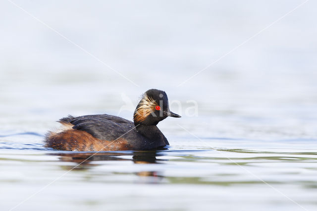 Geoorde Fuut (Podiceps nigricollis)