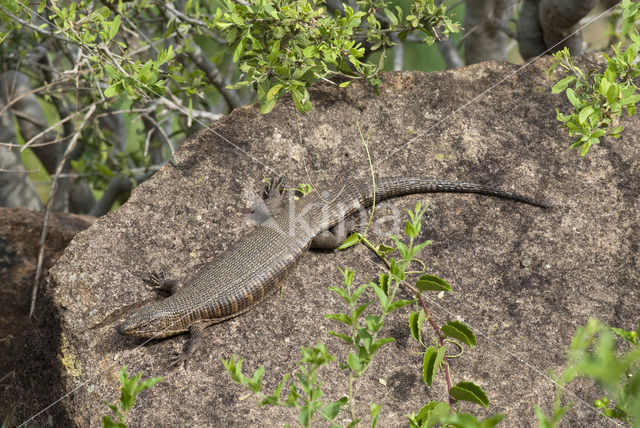 Giant Plated lizard (Gerrhosaurus validus validus)