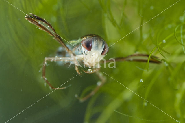 Gestippelde duikerwants (Corixa punctata)