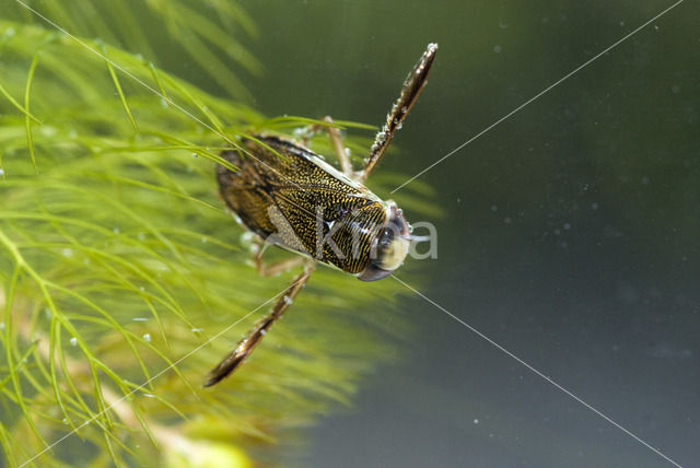 Gestippelde duikerwants (Corixa punctata)