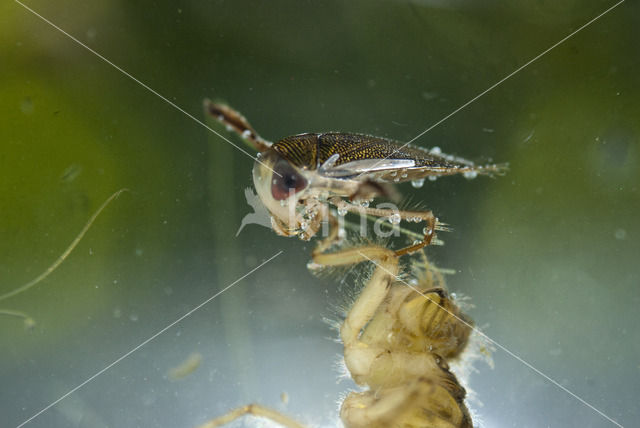 Gestippelde duikerwants (Corixa punctata)