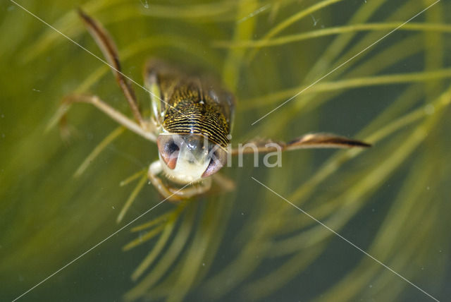 Gestippelde duikerwants (Corixa punctata)