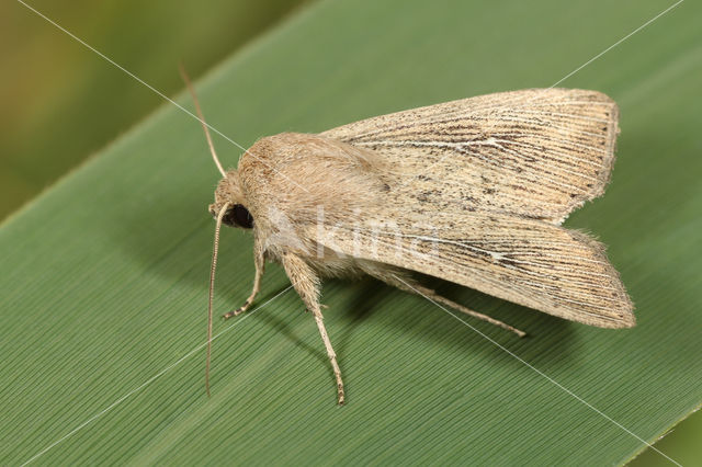 Obscure Wainscot (Mythimna obsoleta)