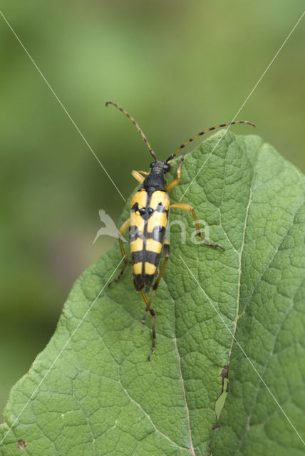 Gevlekte Smalbok (Leptura maculata)