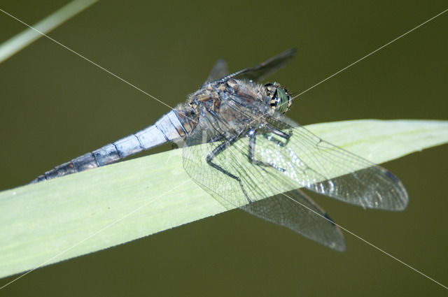 Gewone oeverlibel (Orthetrum cancellatum)