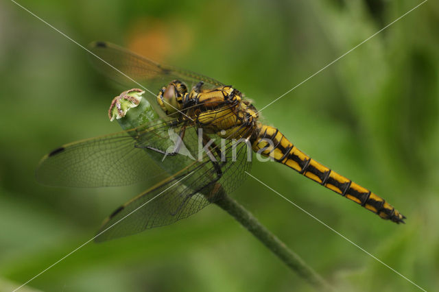 Black-tailed Skimmer (Orthetrum cancellatum)