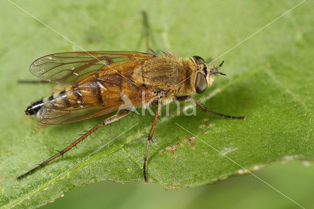 common stiletto (Thereva nobilitata)