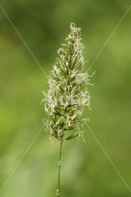 Sweet Vernal-grass (Anthoxanthum odoratum)