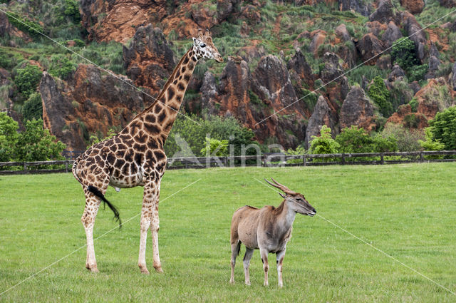 Southern giraffe (Giraffa camelopardalis)