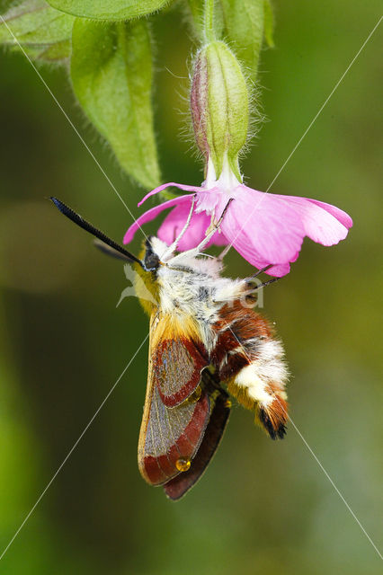 Glasvleugelpijlstaart (Hemaris fuciformis)