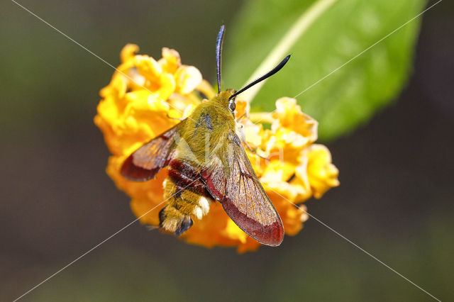 Glasvleugelpijlstaart (Hemaris fuciformis)